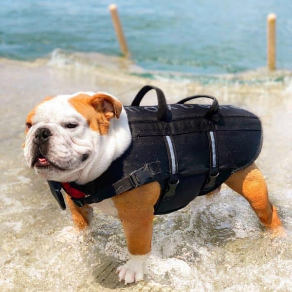 Signature Dog Life Jacket image 0
