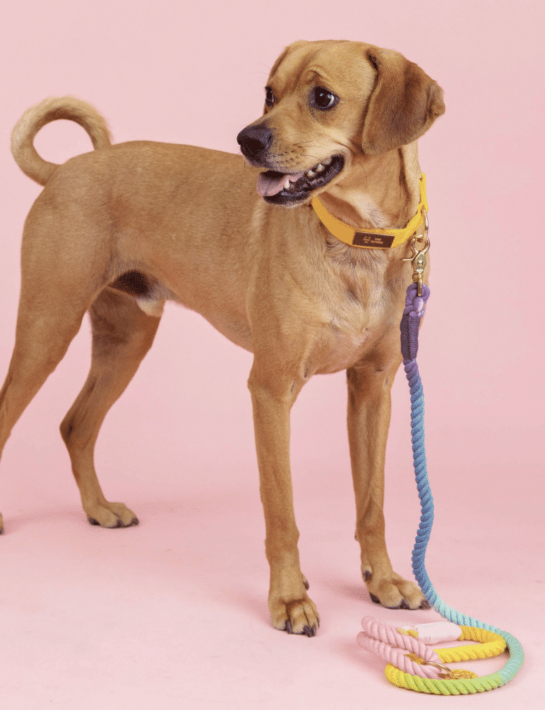 Nola Rope Dog Leash image 1