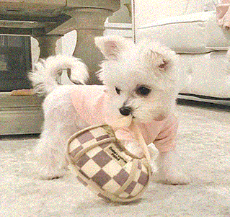 Checker Chewy Vuiton Handbag Dog Toy image 0