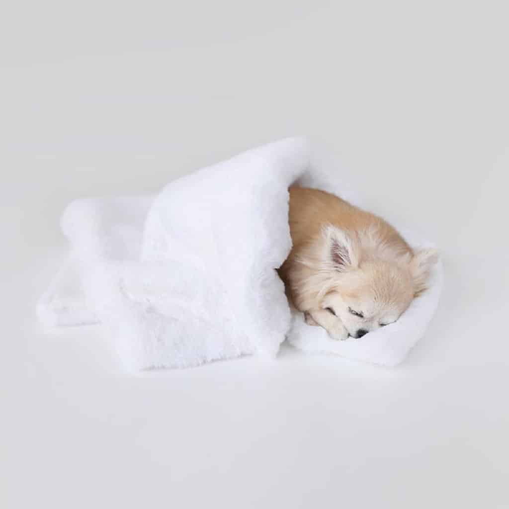 Divine Dog Blanket - Heavenly White image 0