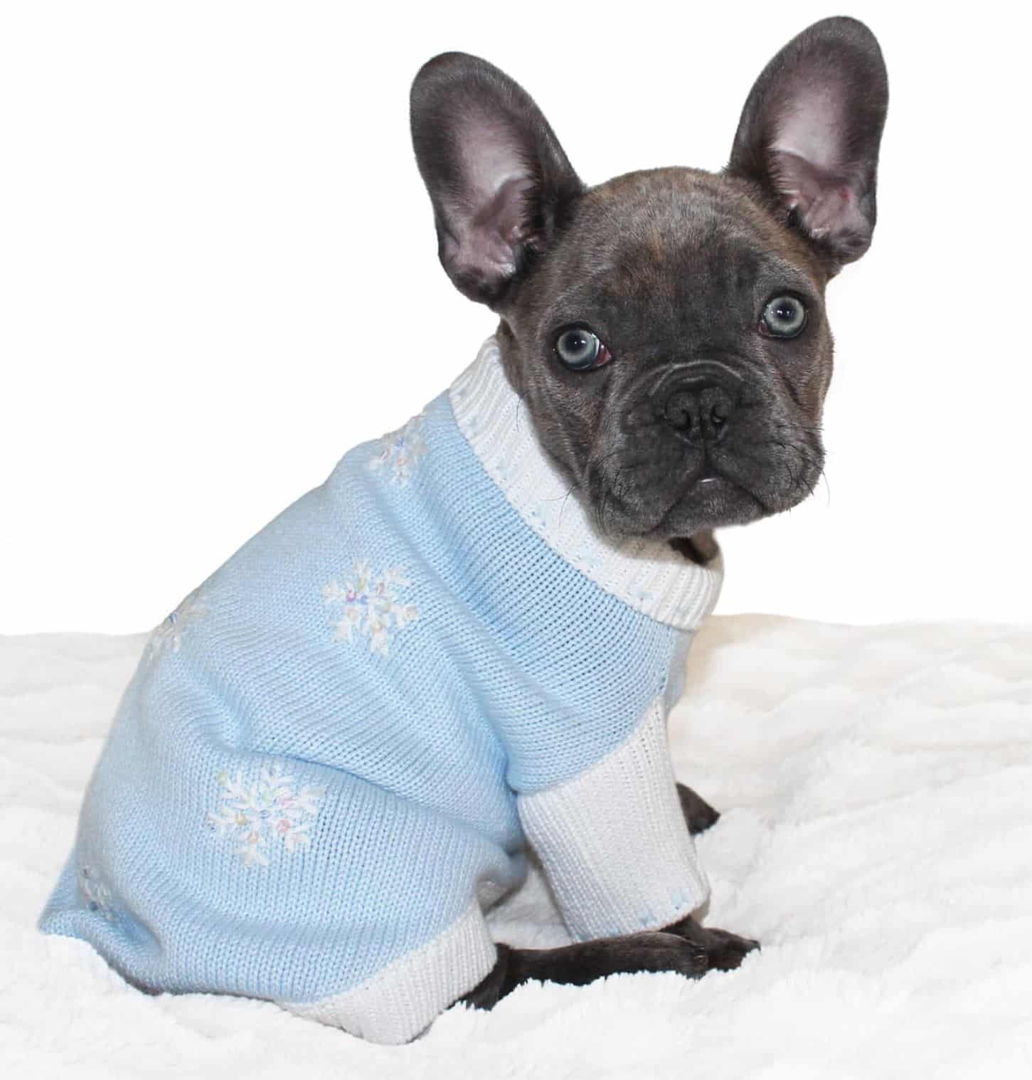 Sparkle Snow Day Dog Sweater image 0