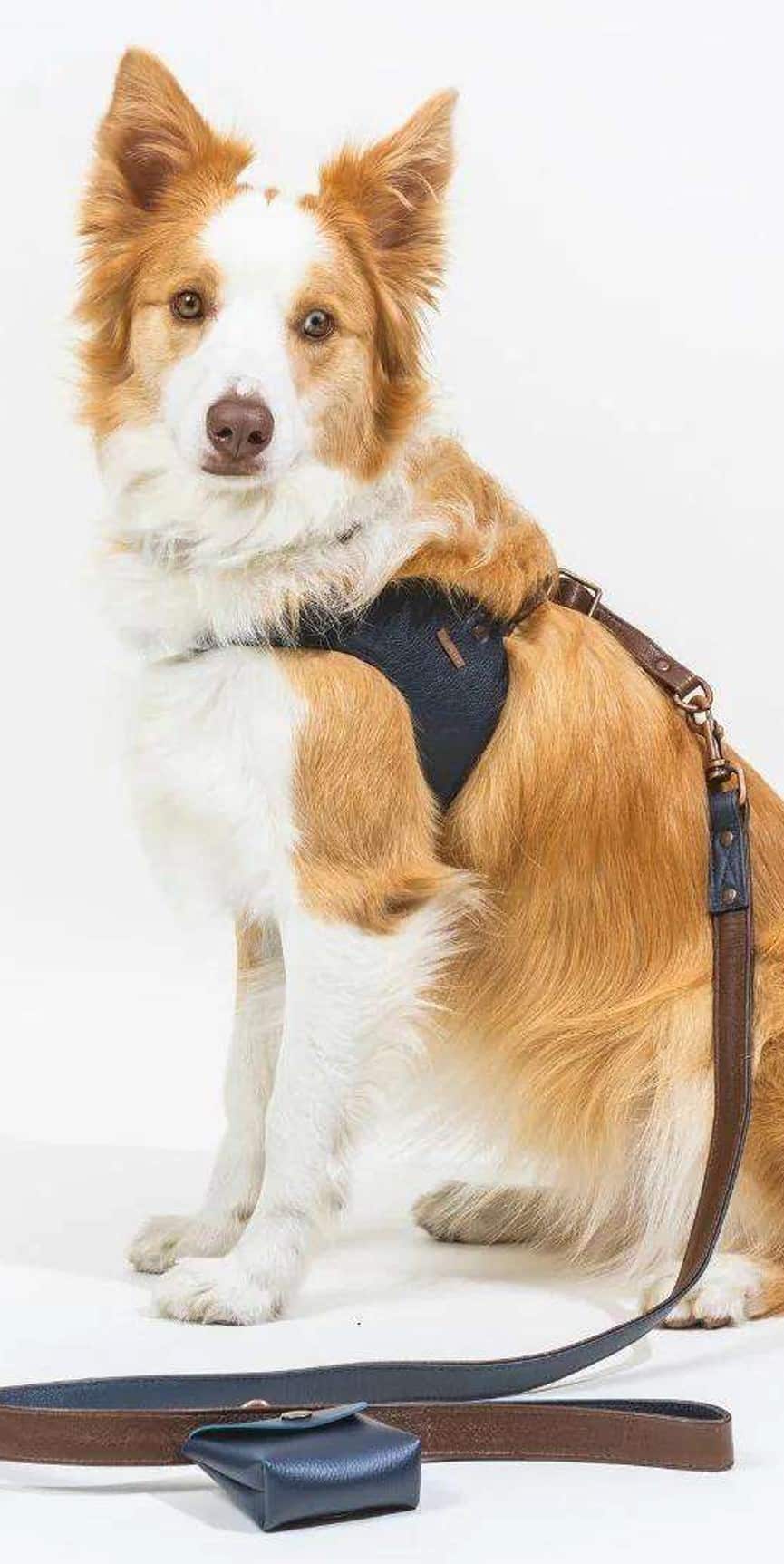 Feroz Leather Dog Leash - Hunter Collection image 0