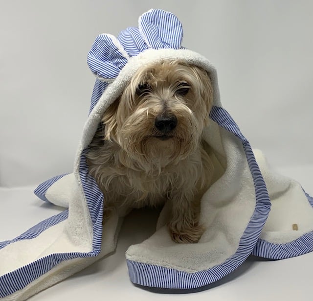 Boo Hooded Towel for Dogs image 0