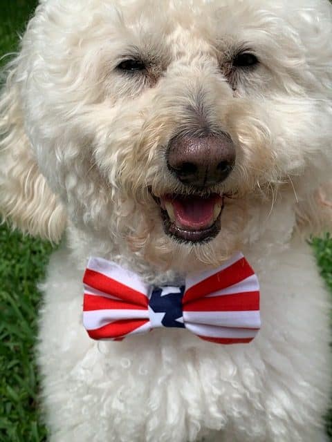 Red White and Blue Striped Dog Bow Tie image 1