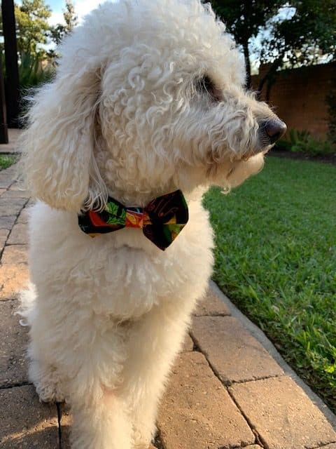Fiesta Dog Bow Tie image 0