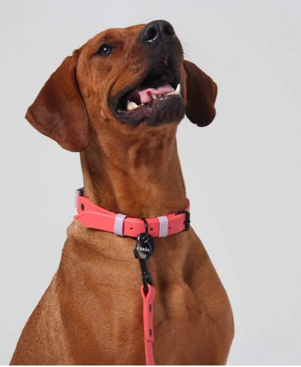 Salmon - Lilac Dog Leather Collar image 0