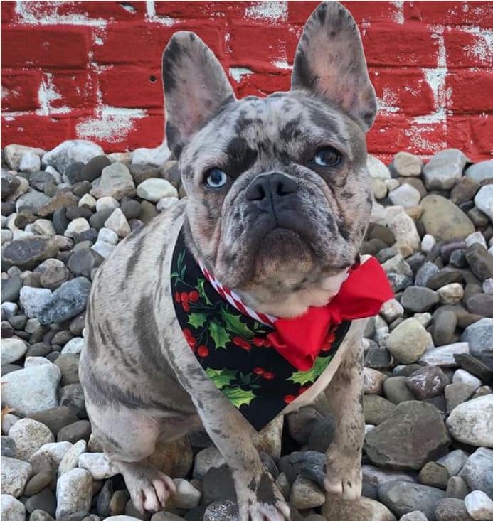 Holly on Black with Red Stripes Dog Bandana with Bow image 1