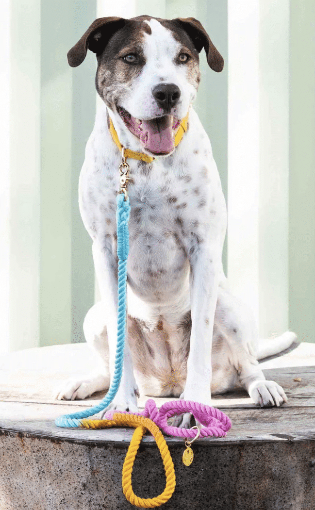 Marley Rope Dog Leash image 0