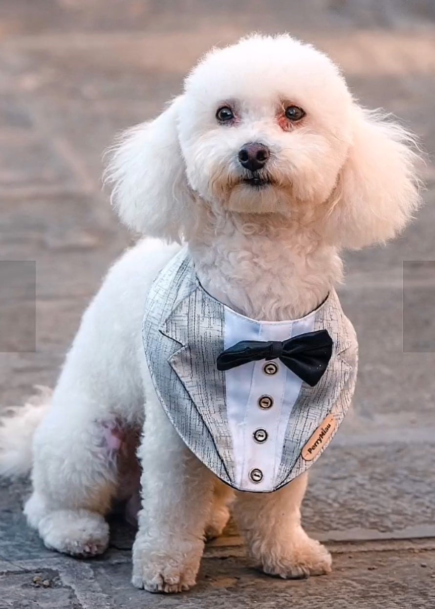 PerryMiau Tuxedo Dog Bib image 0