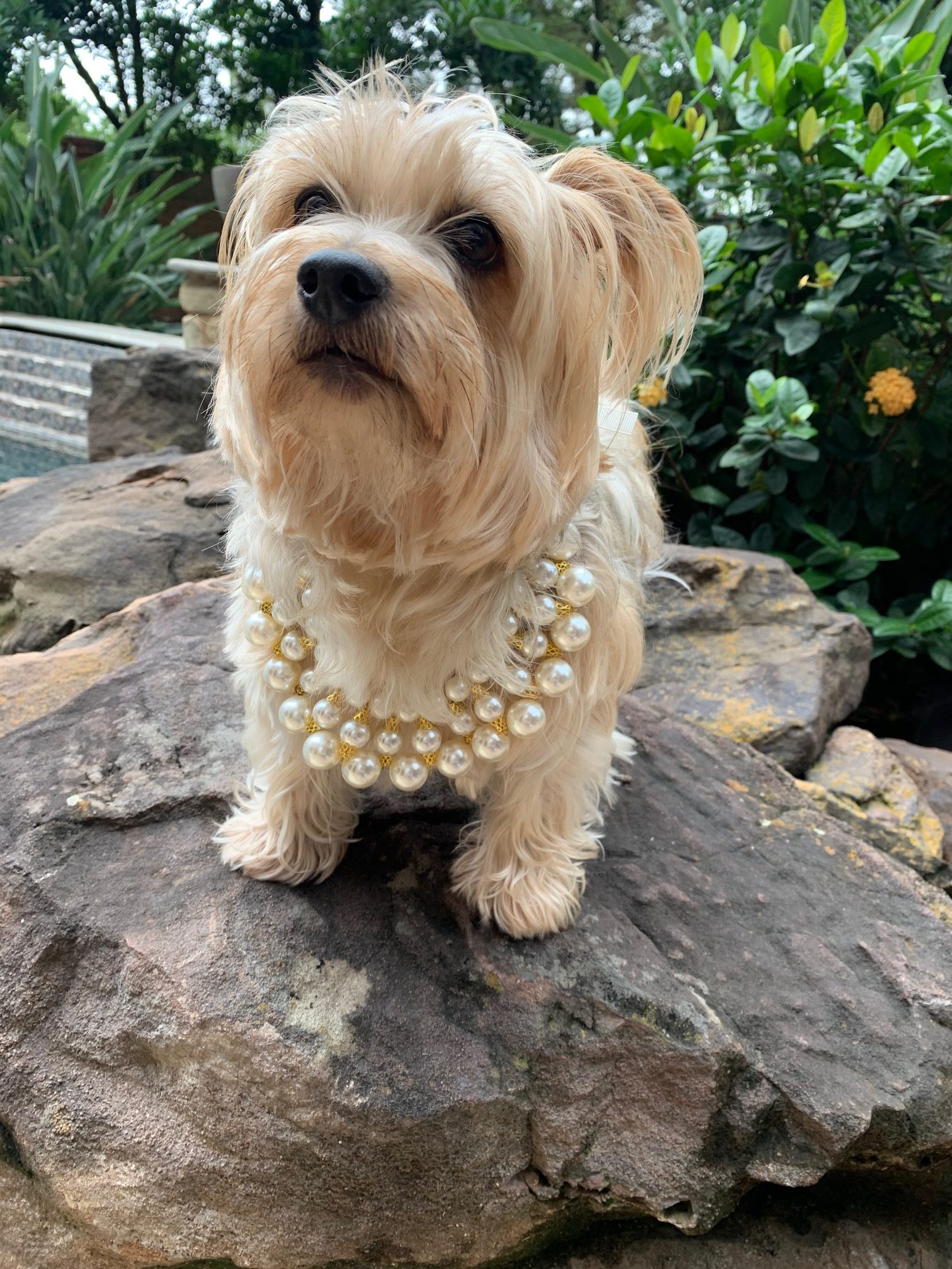 Dubai Dog Pearl Necklace