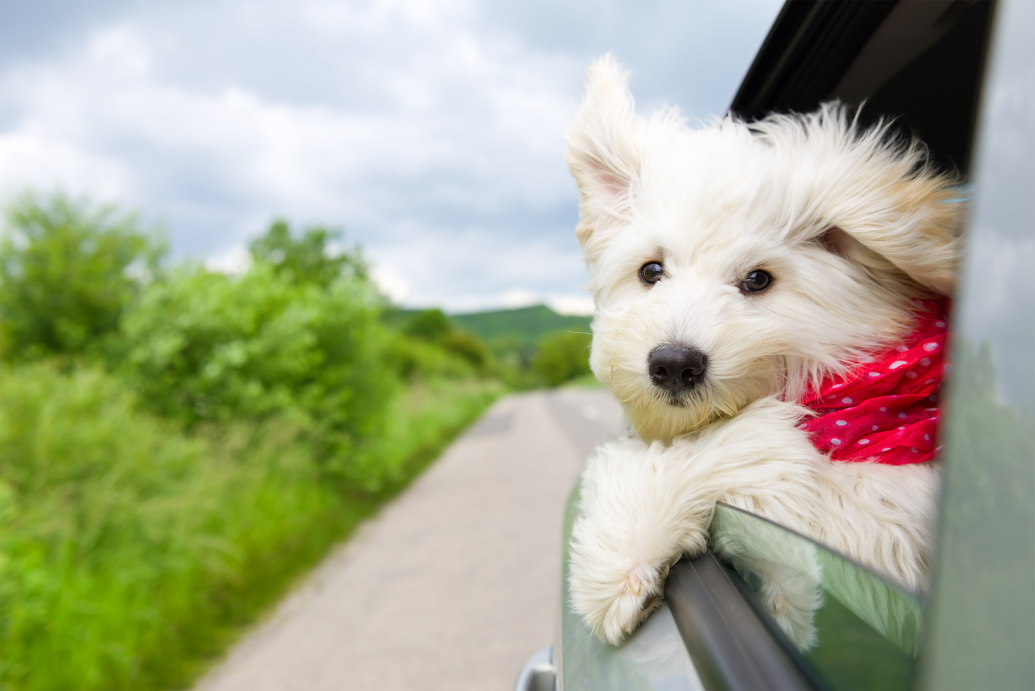 Happy Travels: Dog Car Safety Tips