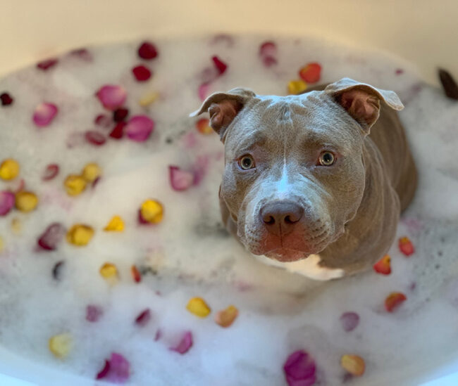 Boutique Dog Store Luxury Dog Store Luxury Dog Accessories Dogs