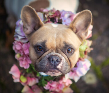 Flowers for Collars