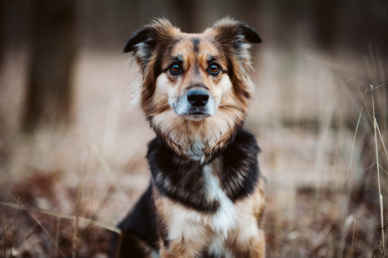 5 Tips on How to Train a Stubborn Dog PUCCI Café