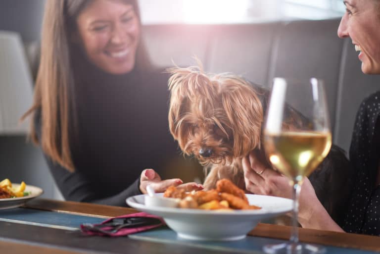 Dogs with Stomach Issues Best Foods for Dogs with Stomach Issues