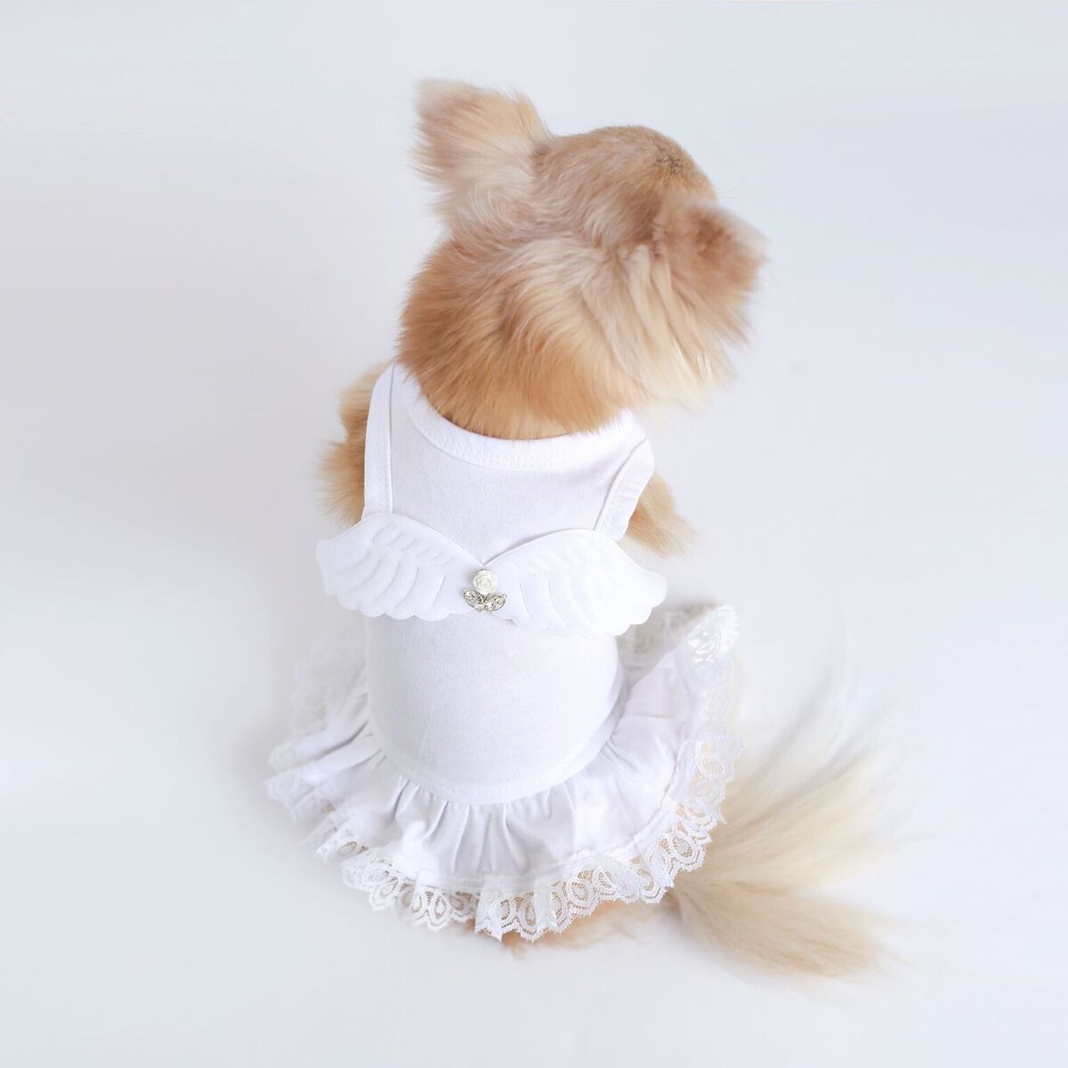 little-angel-dress-model Lil' Angel Dog Dress Model - PUCCI