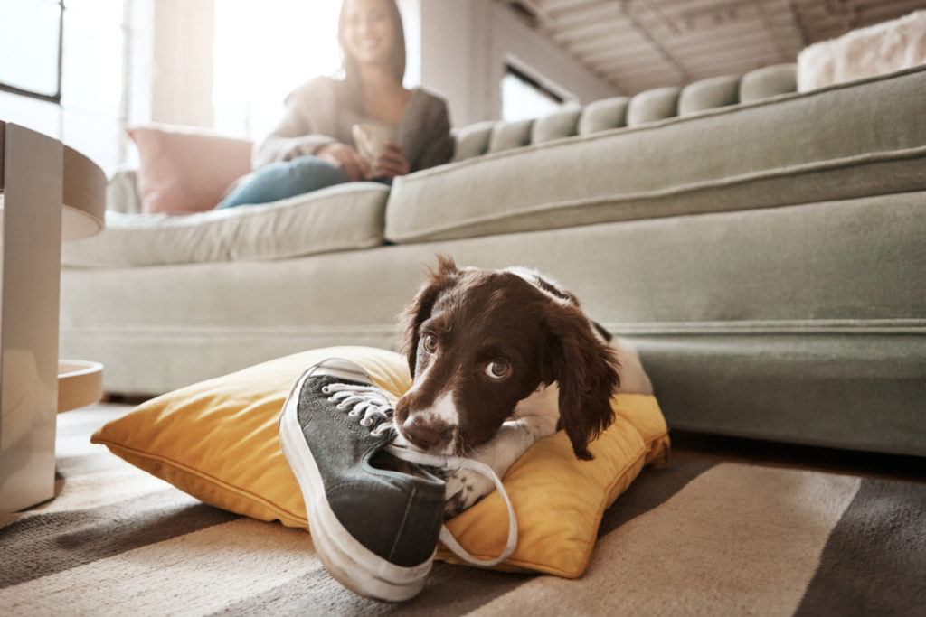 Dog Chewing How To Stop Your Dog From Chewing Your Stuff