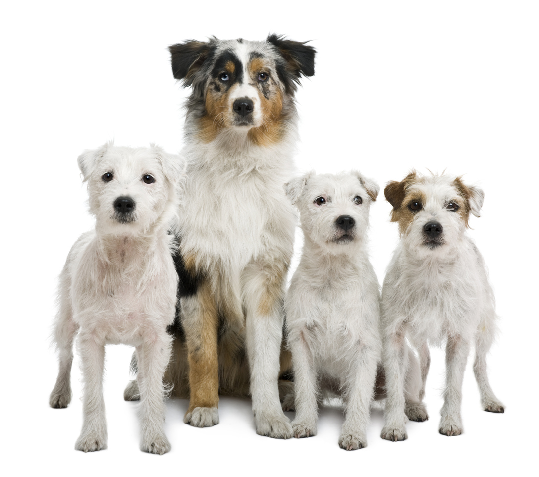 Dog Boarding Schools: Everything you need to know