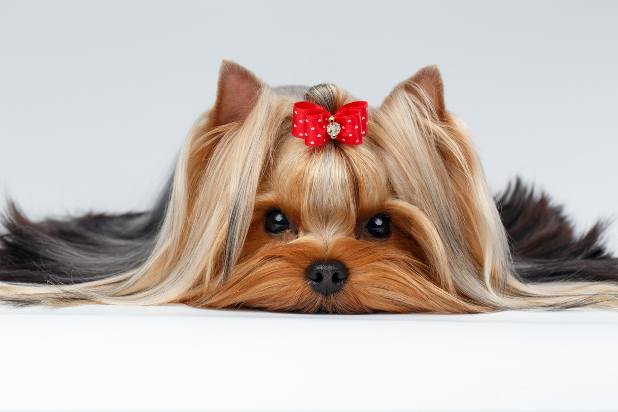 Bows and Barrettes for Dogs Dog Bows and Barrettes