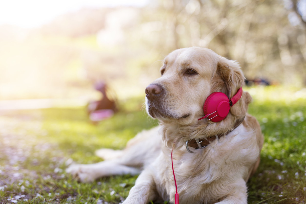 Effects of Music on Dogs