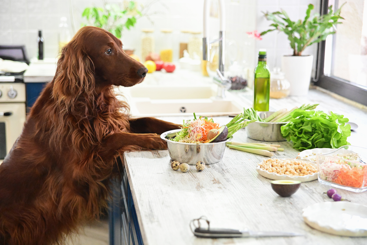 Vegetables that are good for Your Dog