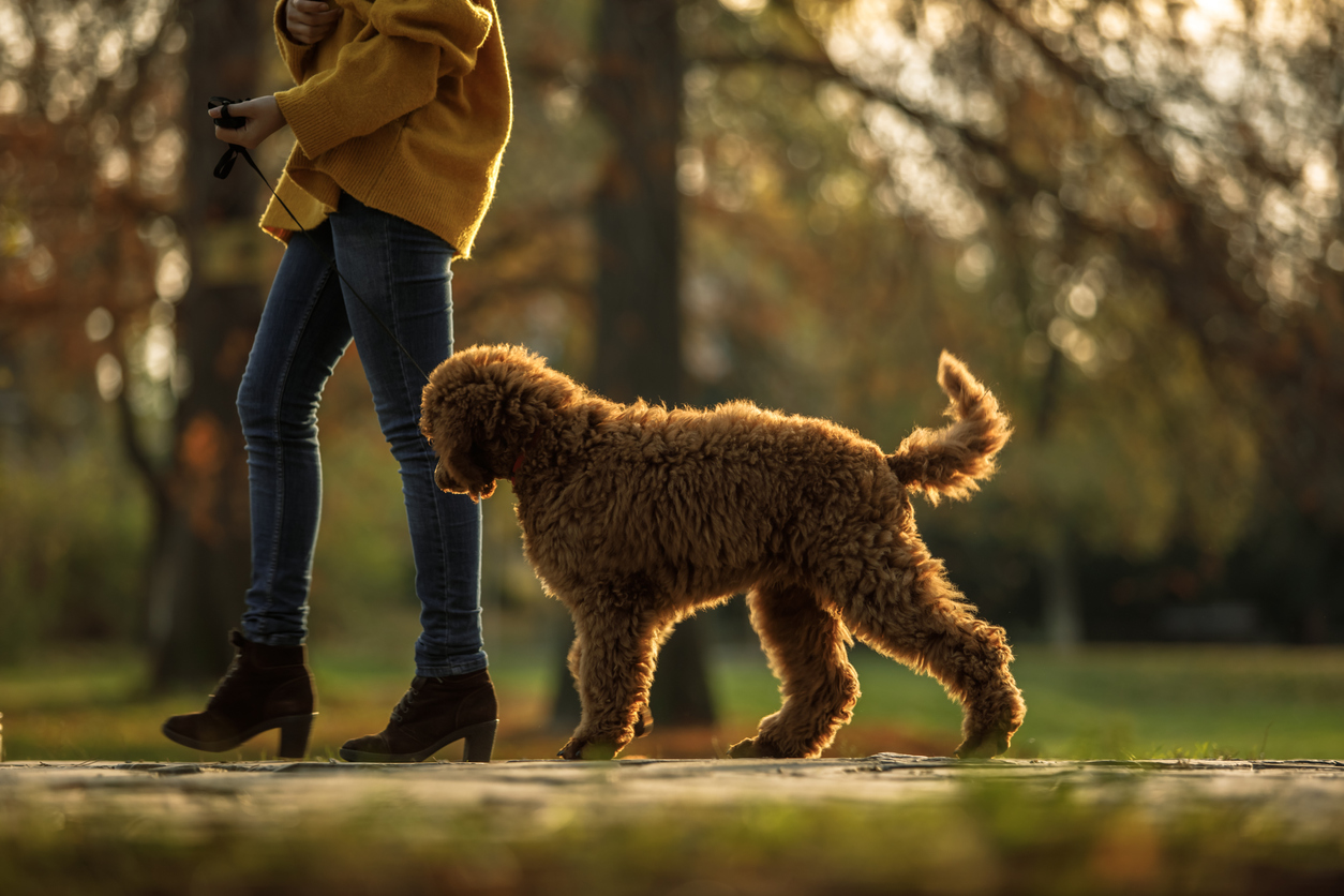 Amazing Dog Parks you Must Visit with your Pooch