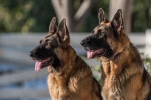 German Shepherd Dogs - German dog breeds - PUCCI Cafe