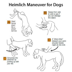 Heimlich Maneuver for Dogs - PUCCI Cafe