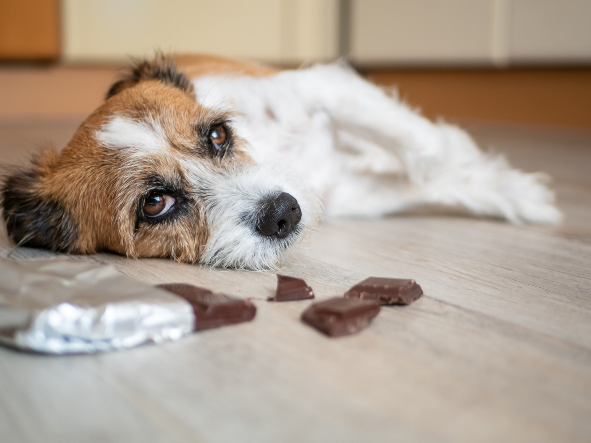 Chocolate is bad for dogs