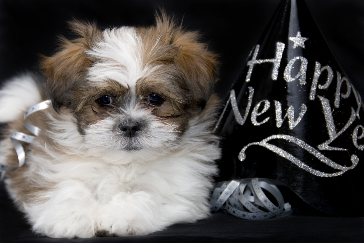 Happy New Years for Dogs - PUCCI Cafe
