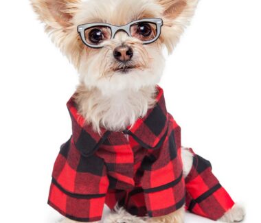 Buffalo Check Dog Pajamas Model - PUCCI Cafe