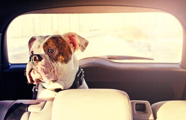 pet friendly road trip planner