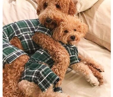 Green Plaid Dog Pajamas Model 2 - PUCCI Cafe