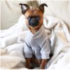 Heather Grey Dog Pajamas Model - PUCCI Cafe