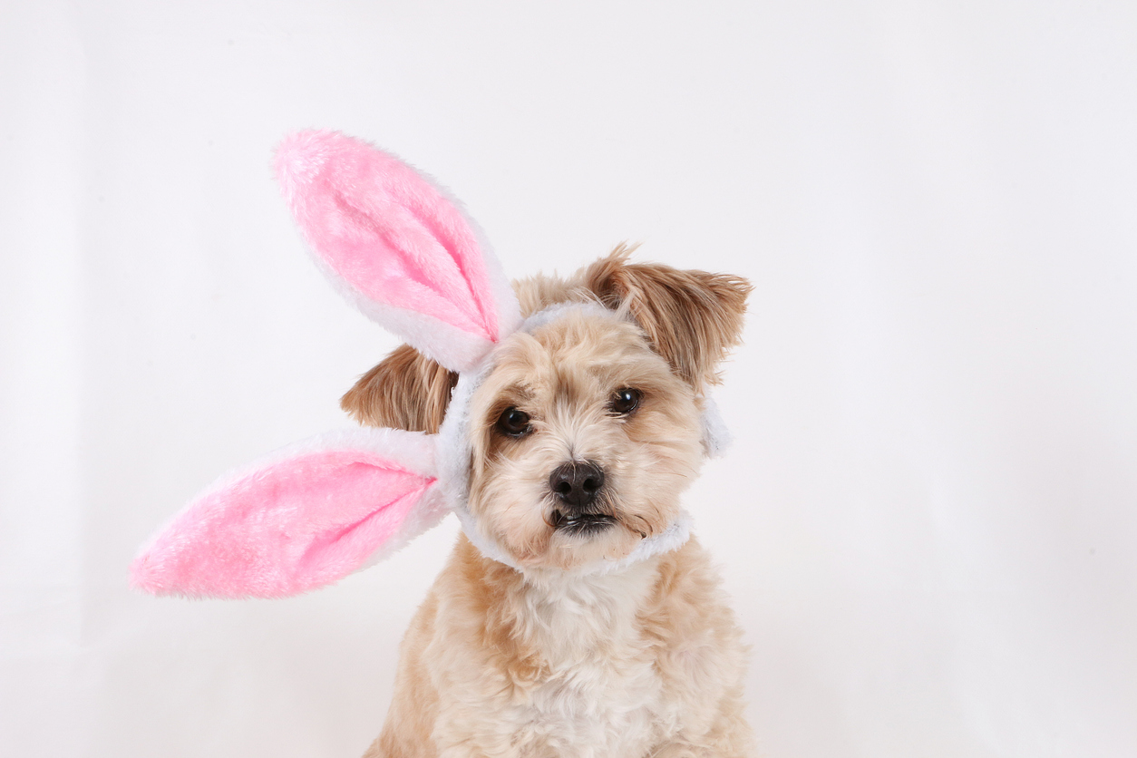 Easter for Dogs - PUCCI Cafe