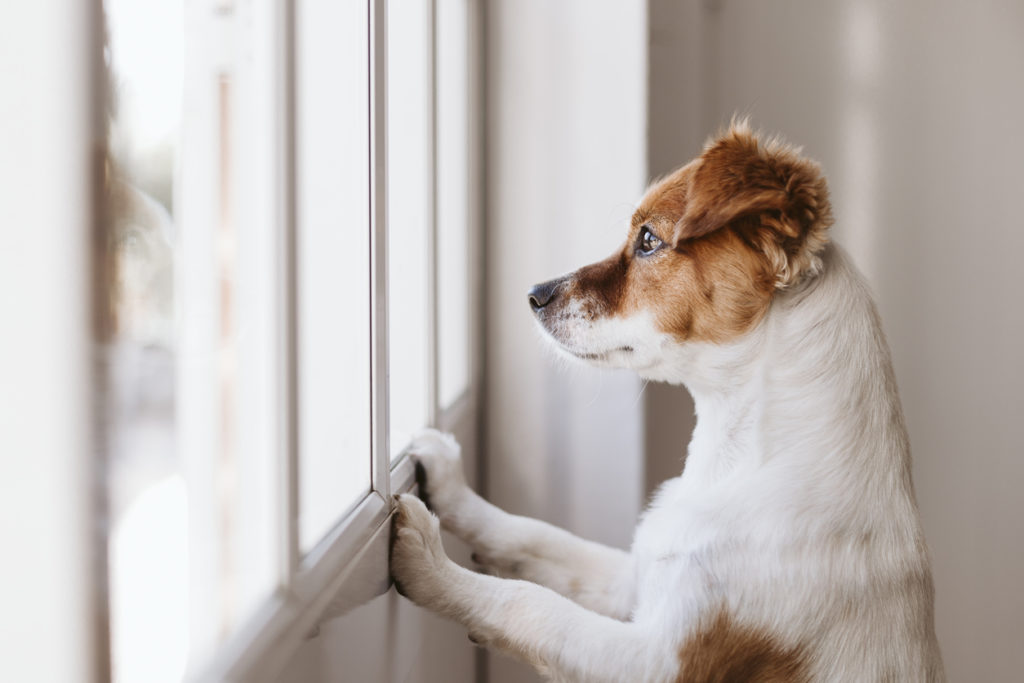 How Do You Calm A Restless Senior Dog At Night