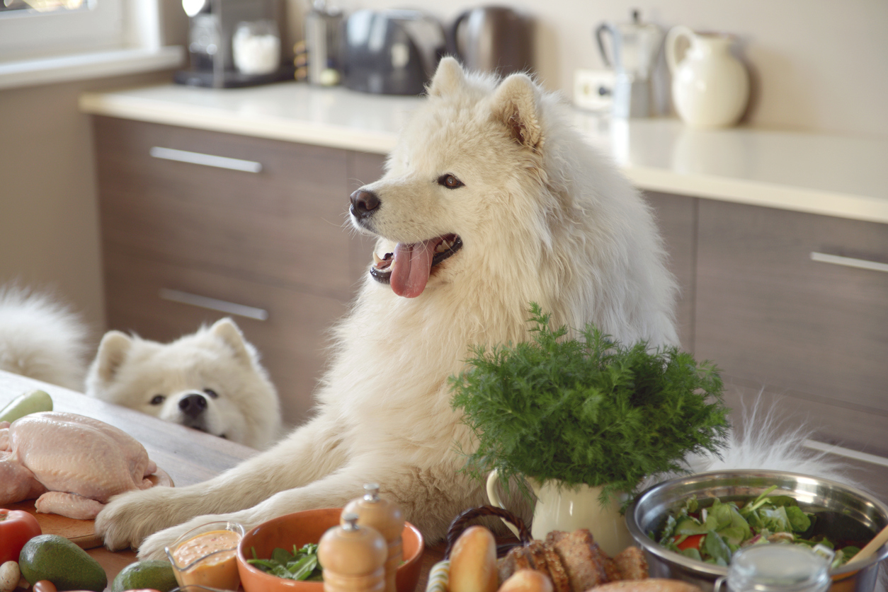 Healthy Diet for Your Dog - PUCCI Cafe