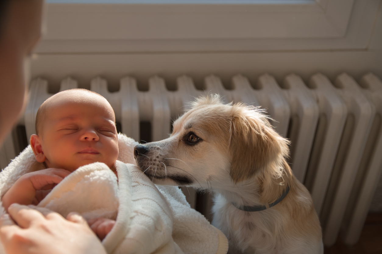Your Dog to a New Baby - Happy Breath