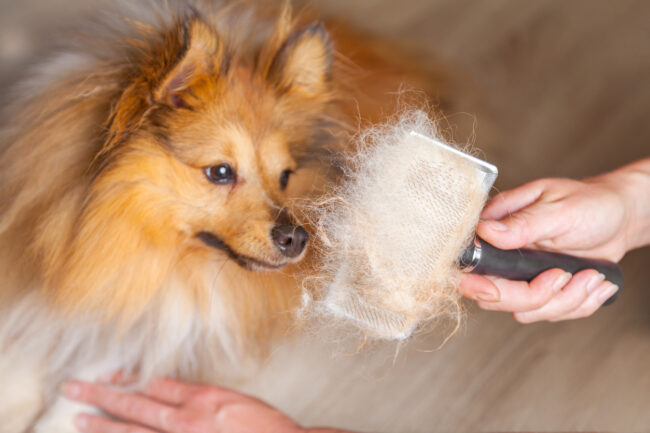 Grooming a Hairy Dog - Tips for Grooming | Find out more here