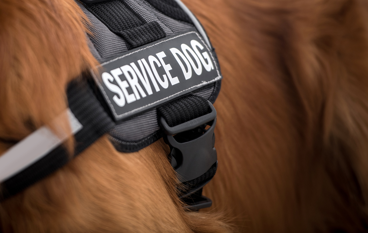 Service Dogs - PUCCI Cafe