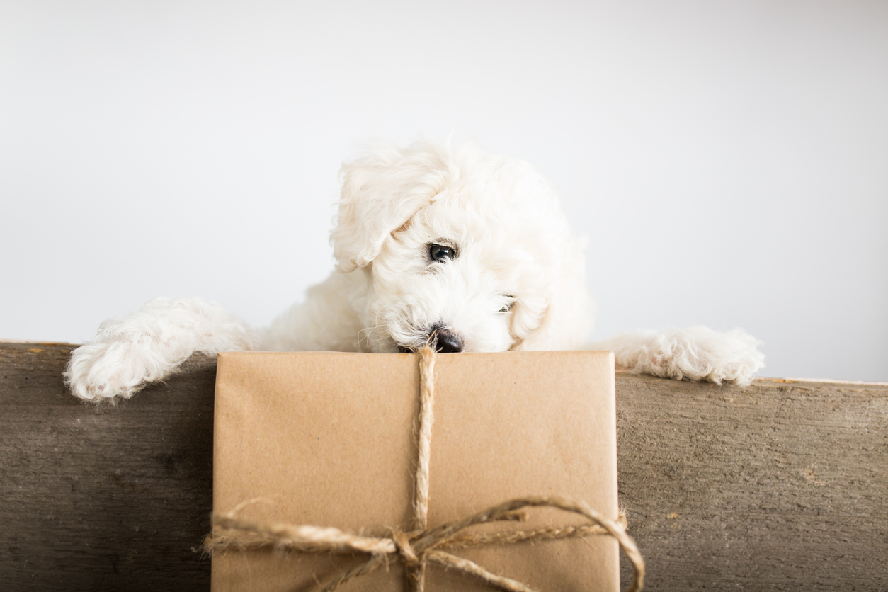Best Gifts For Your Dog - PUCCI Cafe