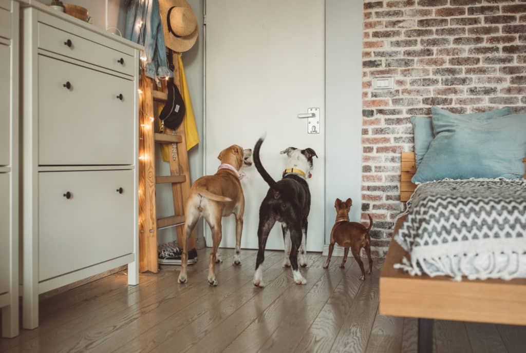 How to Keep Your Home Organized with Multiple Pets - PUCCI Café