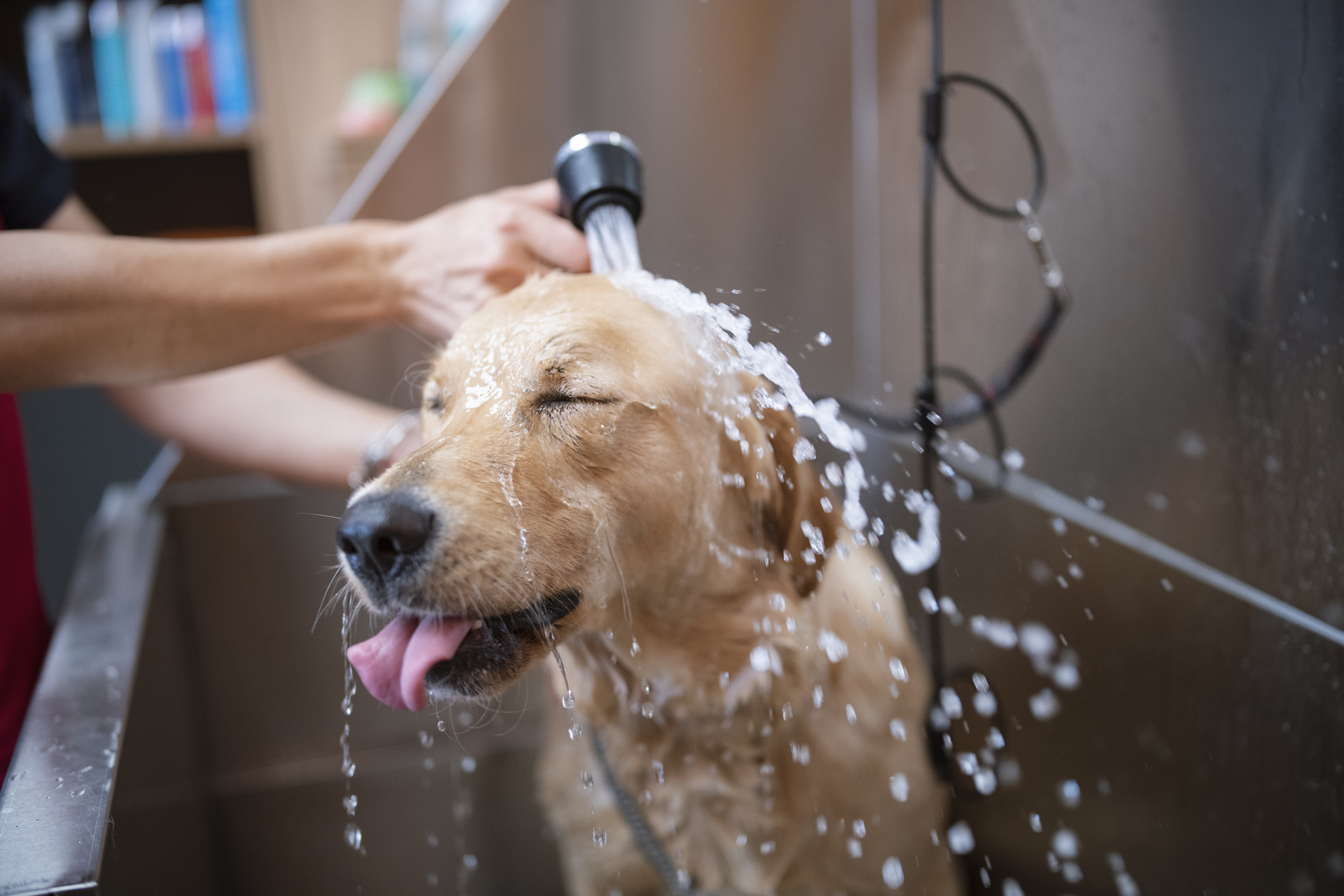 Best Shower and Bath Accessories for Dogs