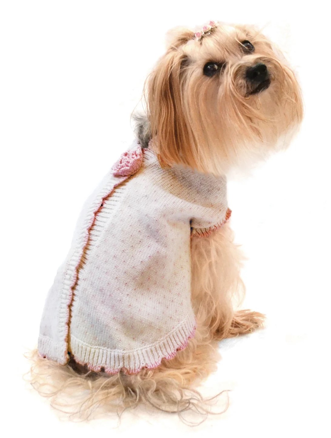 PUCCI Cafe Kiss From A Rose Dog Sweater