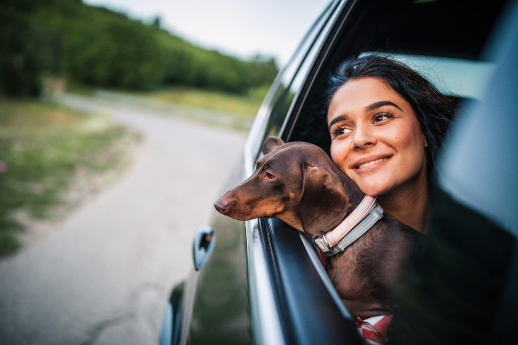 Here is Why Dogs Make the Best Travel Companions