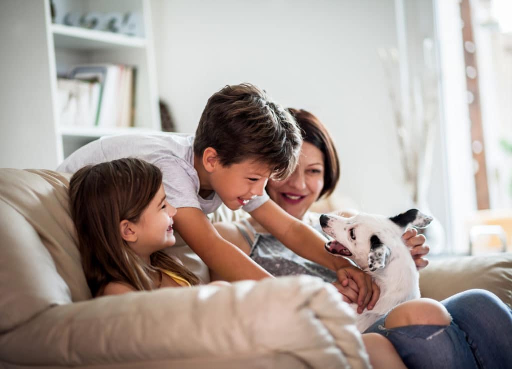 Top Indoor Dog Games to Play with Your Pup PUCCI Café