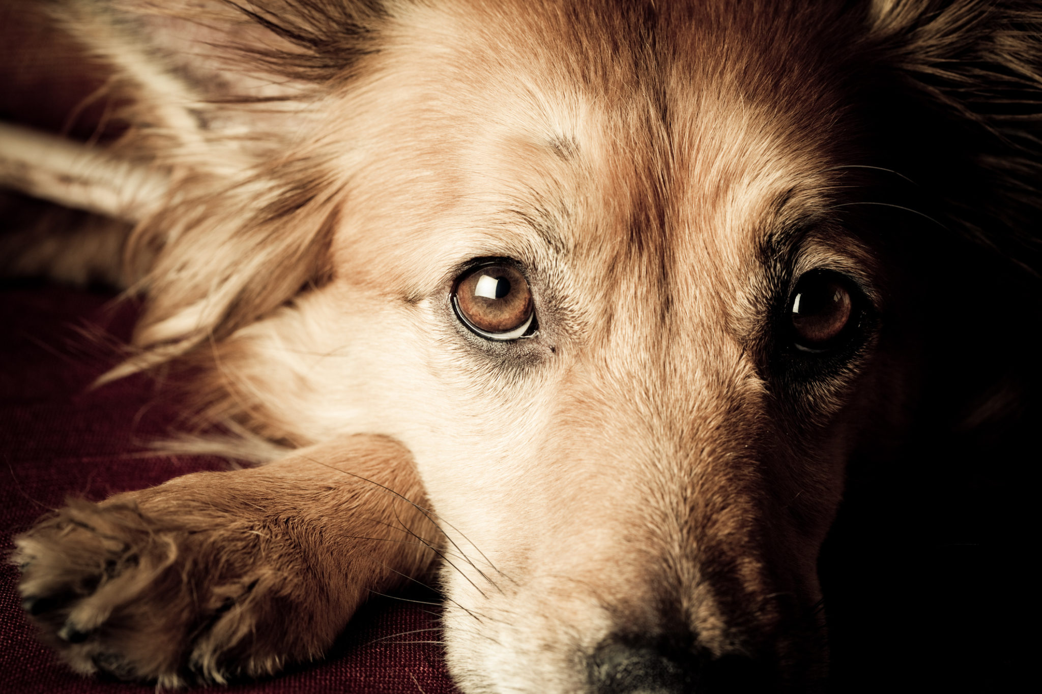 Tips to Help a Grieving Dog