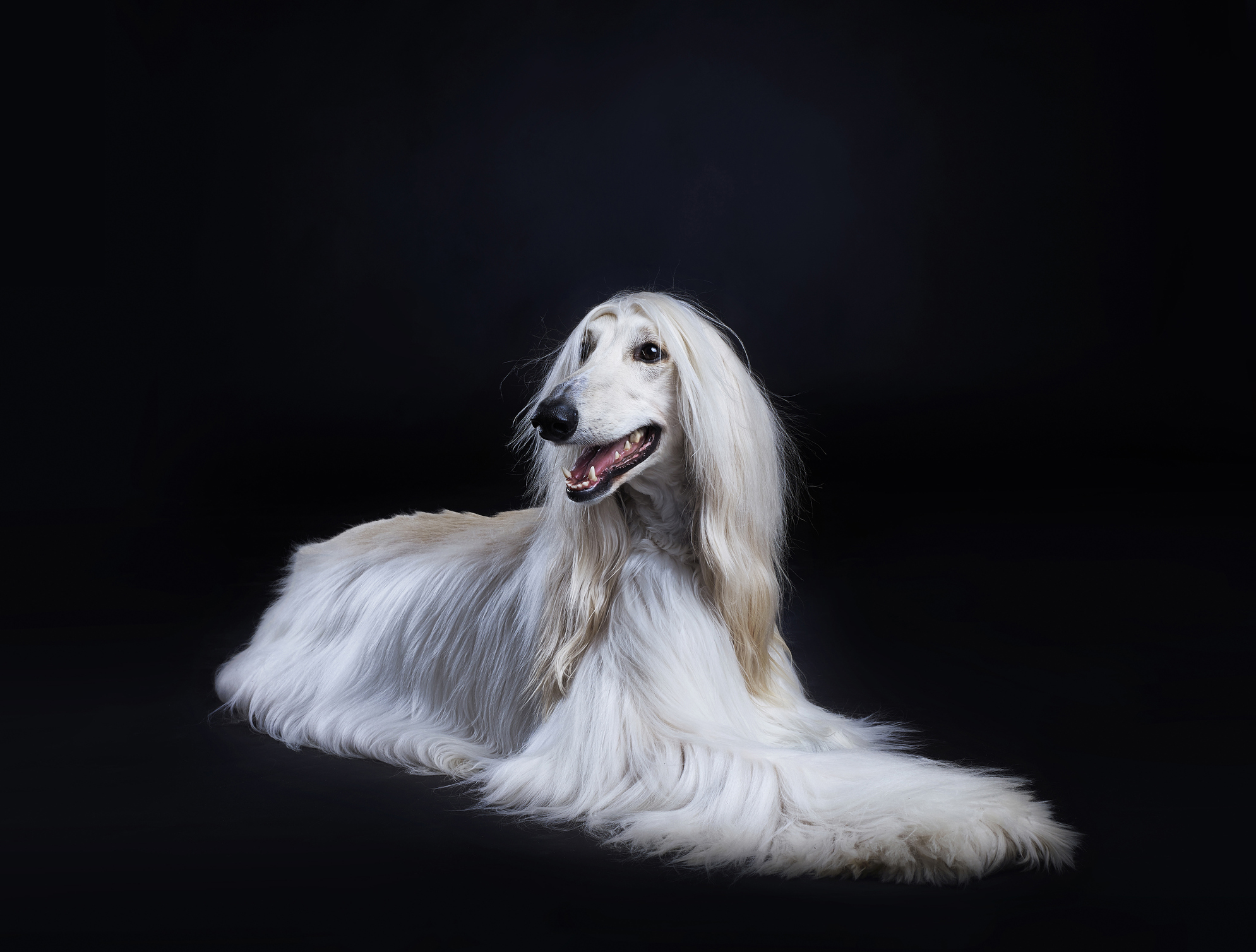 Afghan Hounds - PUCCI Cafe