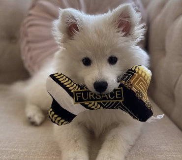 Fursace Dog Bone Toy