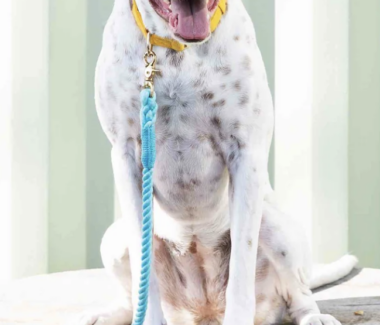 Marley Rope Dog Leash